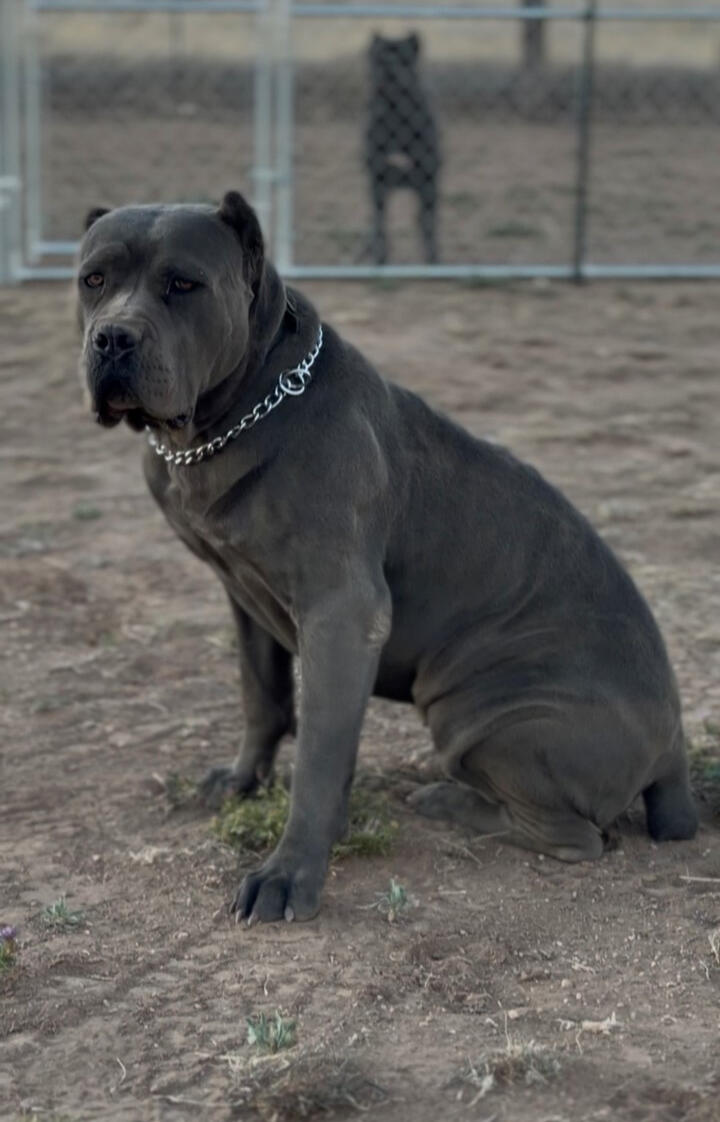 Luna 125 lbs Solid Structure, proven female