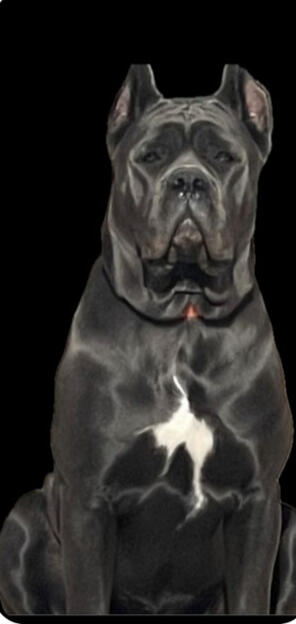 Luna 125 lbs Solid Structure, proven female