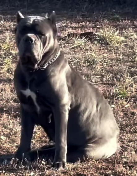 Luna 125 lbs Solid Structure, proven female