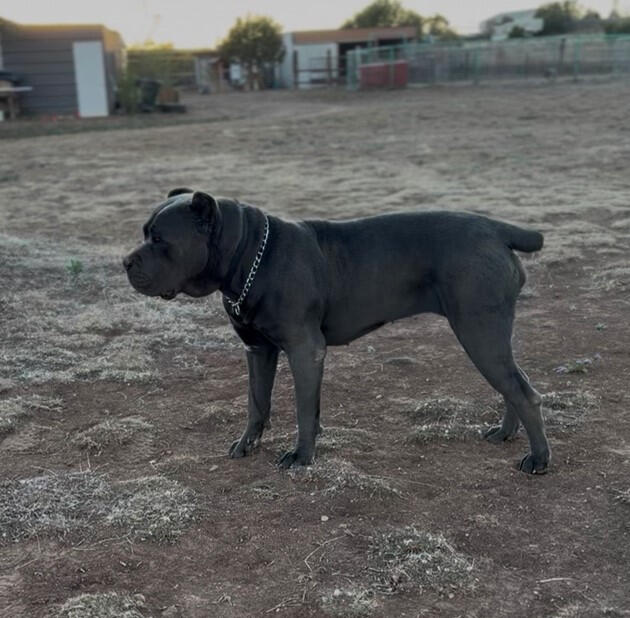 Luna 125 lbs Solid Structure, proven female
