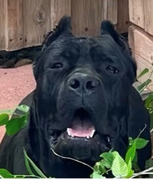 Luna 125 lbs Solid Structure, proven female