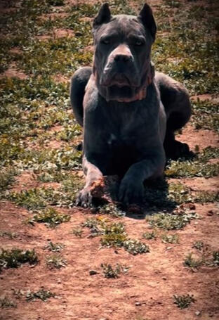Luna 125 lbs Solid Structure, proven female